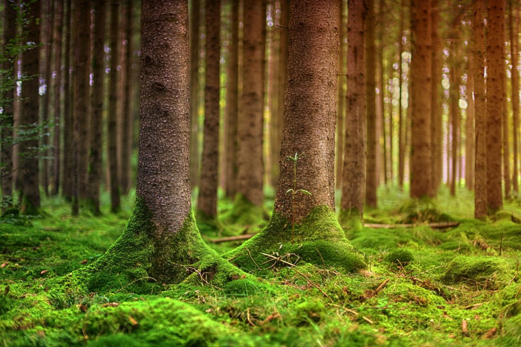 HDGG Gesunder Wald Umwelt Umweltschutz Klimaschutz Nachhaltigkeit